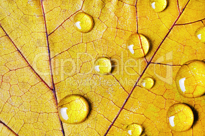 Yellow leaf, water drops