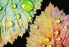 Autumn leaves, water drops