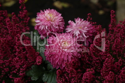 Violet purple aster flowers - aster, Michaelmas daisy - in garden