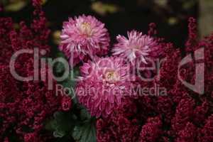 Violet purple aster flowers - aster, Michaelmas daisy - in garden