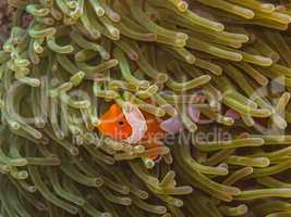 anemonenfisch grossansicht