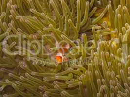 baby anemonenfisch
