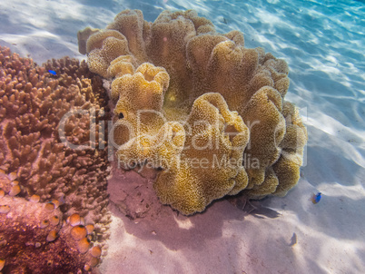 gelbe koralle im sand