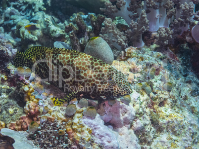 honigwaben zackenbarsch im meer