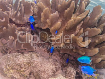 kleine blaue fische bei koralle