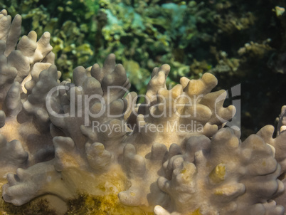 korallen grossansicht