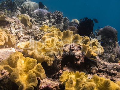 viele gelbe korallen