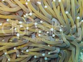 anemonen meer