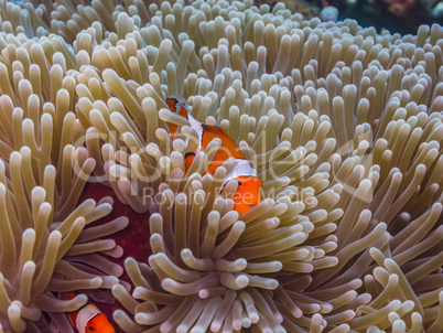 anemonenfische im versteck