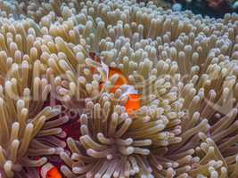anemonenfische im versteck