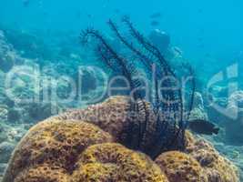 federstern bei korallen im meer