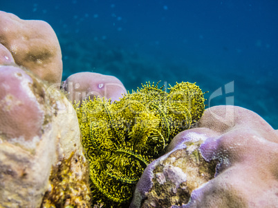gelbe federstern bei korallen