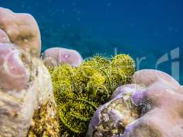 gelbe federstern bei korallen