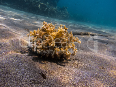 gelbe einzelne koralle im sand