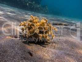 gelbe einzelne koralle im sand