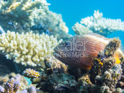 korallenwaechter auf korallen