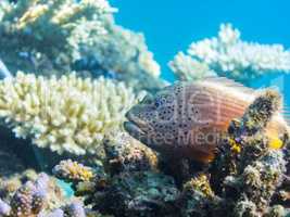korallenwaechter auf korallen