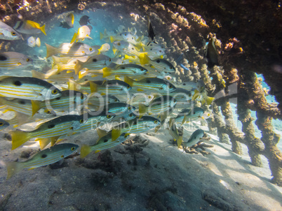 viele fische bei gitterbogen im meer