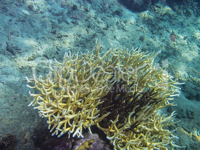 zarte gelbe koralle