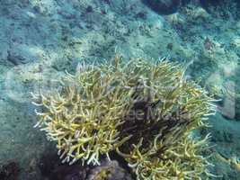 zarte gelbe koralle