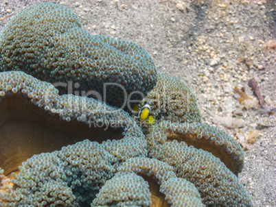 baby anemonenfisch schaut