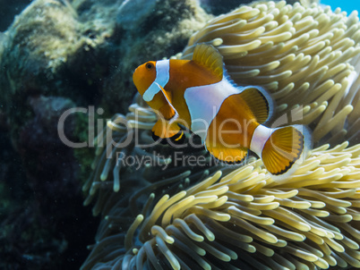 bunter anemonenfisch