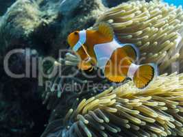 bunter anemonenfisch
