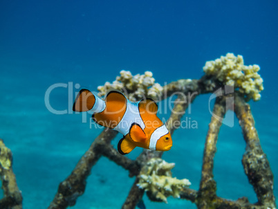 oranger anemonenfisch im meer