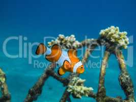 oranger anemonenfisch im meer