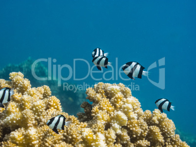 viele riffbarsche bei koralle