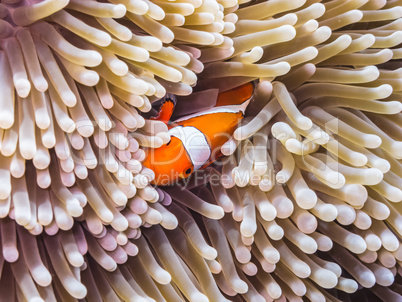 anemonenfisch in indonesien