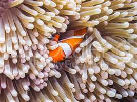 anemonenfisch in indonesien