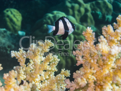 riffbarsch bei korallen