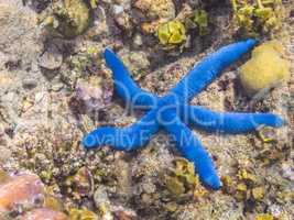 blauer seestern bei korallen