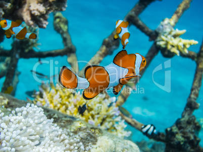 oranger anemonenfisch bei gitterkonstruktion