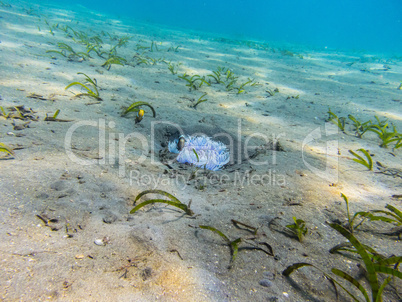 kleine weisse anemone am meeresgrund