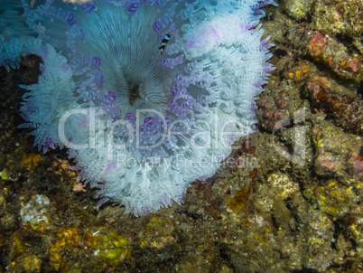 weiss fliederfarbene anemone