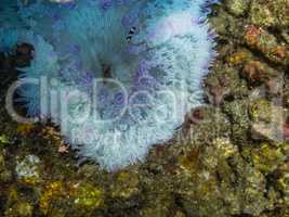 weiss fliederfarbene anemone
