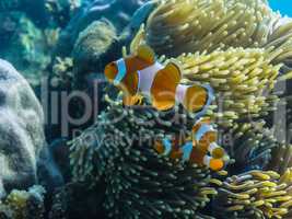 bunte anemonenfische