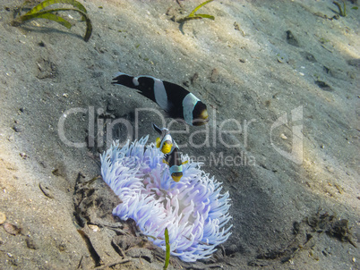 weisse anemone im sand mit fische
