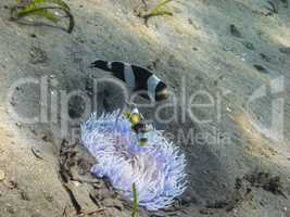 weisse anemone im sand mit fische