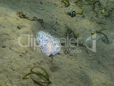 weisse anemone im sand