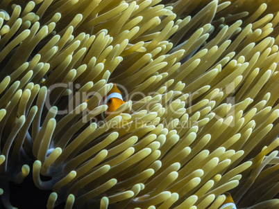 anemonenfisch schaut hervor