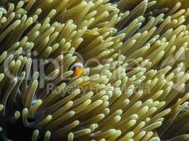anemonenfisch schaut hervor