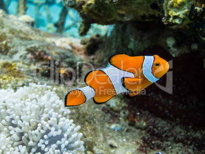 oranger anemonenfisch