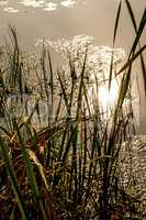 pond with cattail in autumn in back light