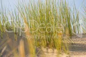 beach grass on a beach of the Baltic sea