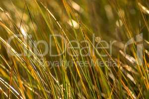 beach grass on a beach of the Baltic sea