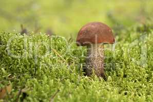 Edible mushroom growing in moss, in the forest on a sunny day.