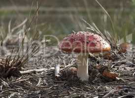 Red fly agaric mushroom in the forest on a sunny autumn day.